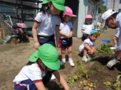 たから幼稚園の農園で「じゃがいも堀り」